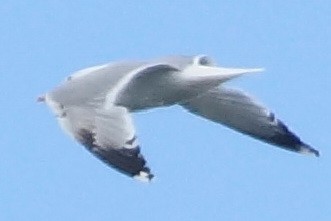 Caspian Gull - ML244954591