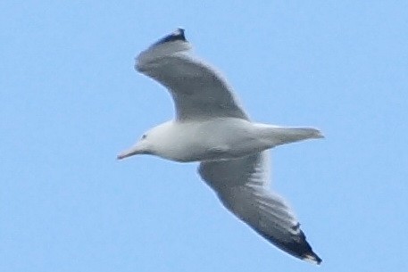 Caspian Gull - ML244954601