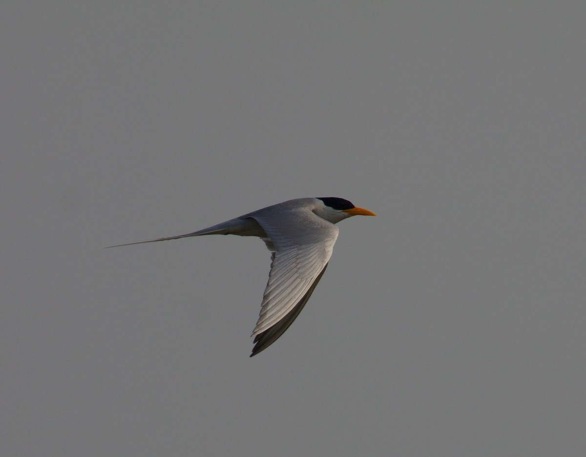 River Tern - ML244955271