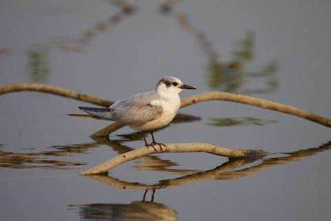 Whiskered Tern - Amrita Singh