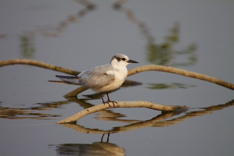 Whiskered Tern - ML244955811