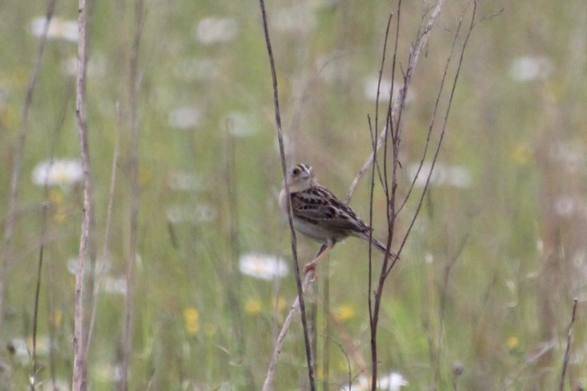 Grasshopper Sparrow - ML244956141