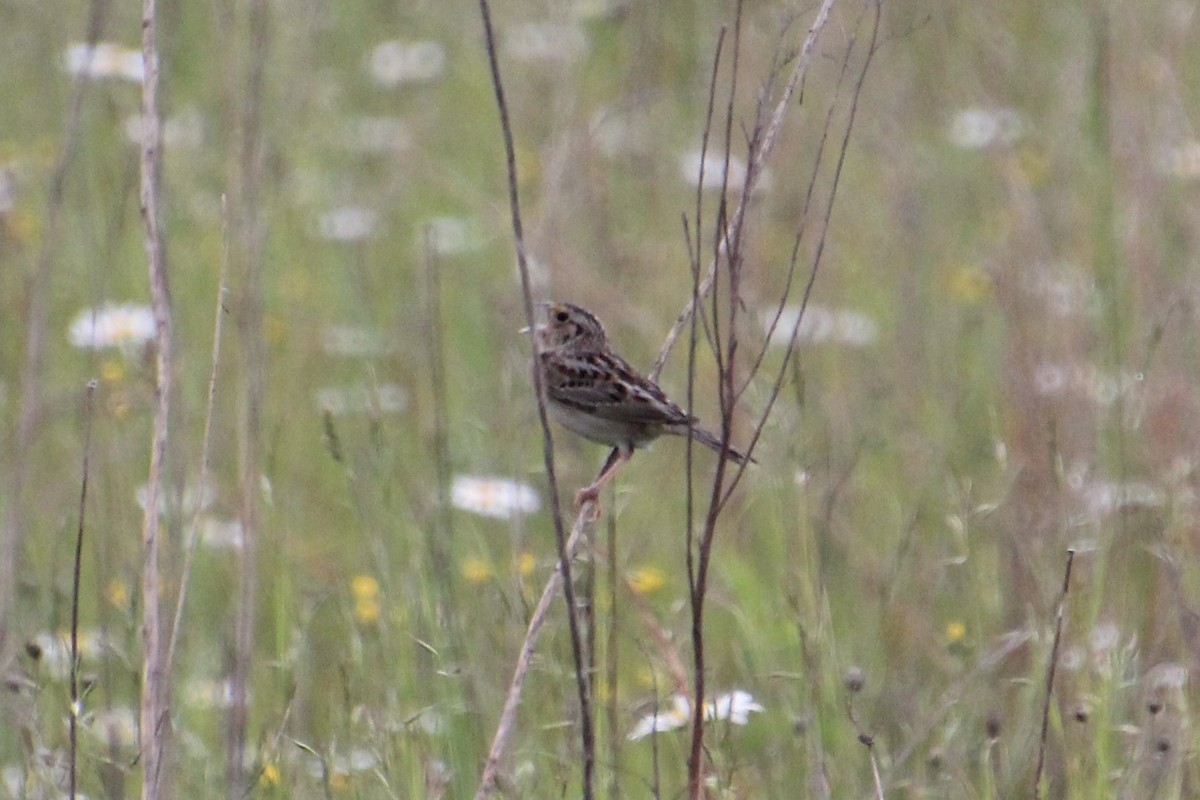 Grasshopper Sparrow - ML244956281