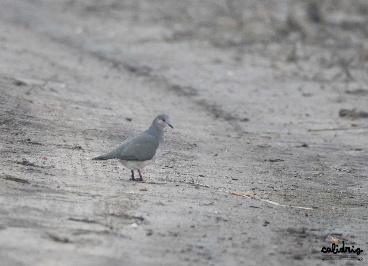 White-tipped Dove - Mauricio Schmithalter