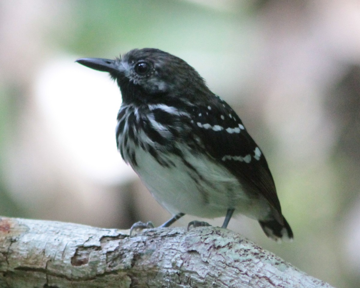 Dot-backed Antbird - ML244957381