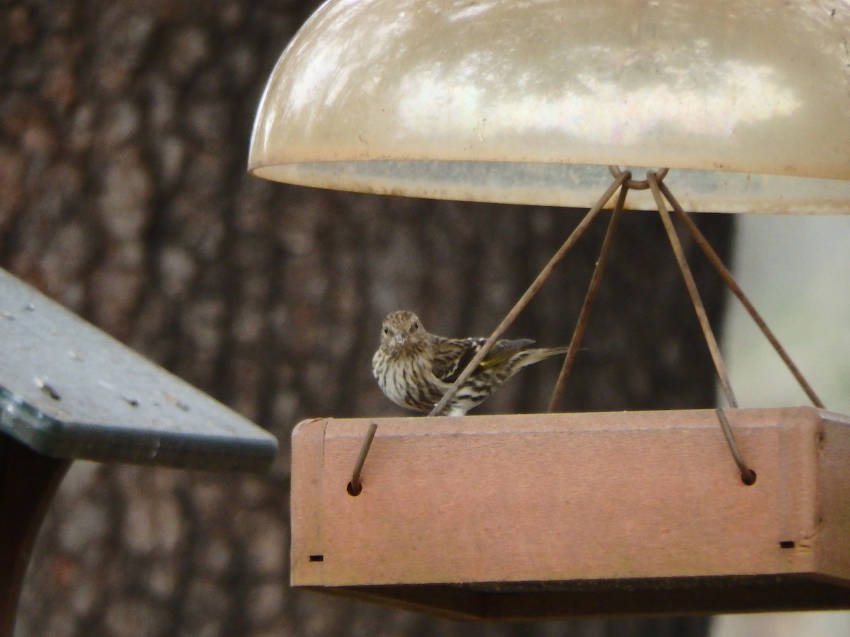 Pine Siskin - ML24495771