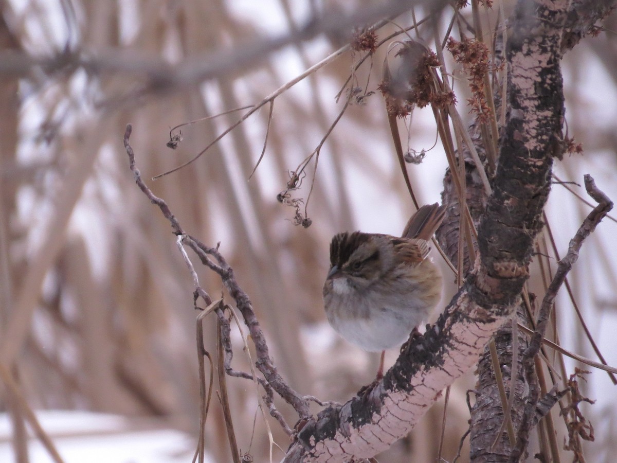 Swamp Sparrow - ML24495881