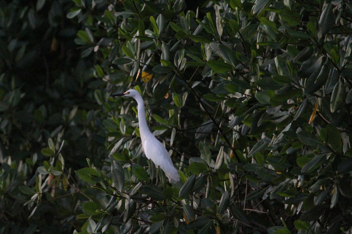 Snowy Egret - Sam Shaw