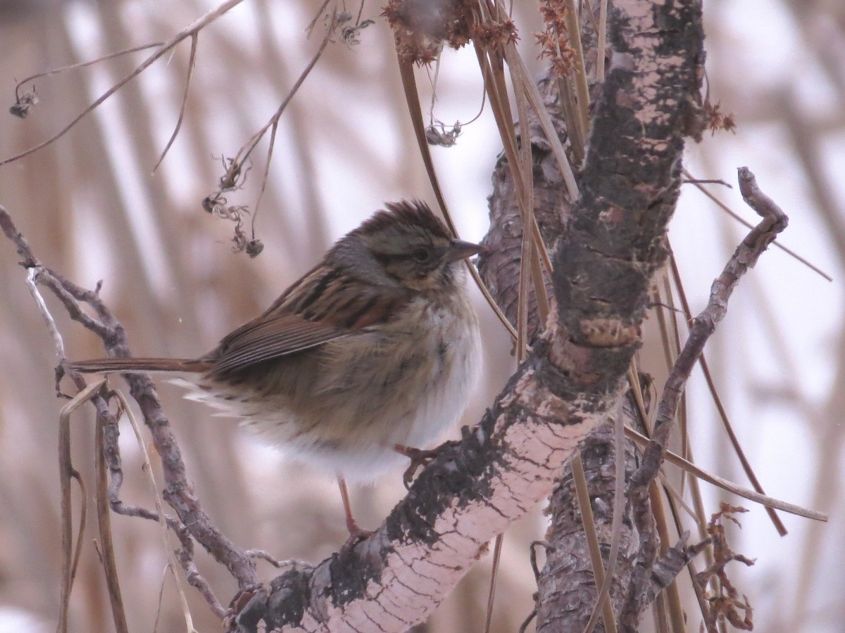 Swamp Sparrow - ML24495911