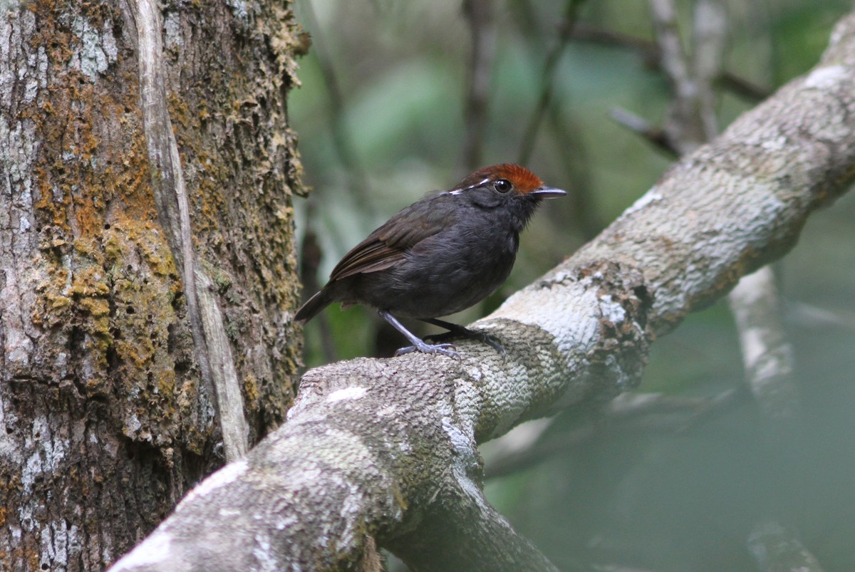Chestnut-crowned Gnateater - ML244960341