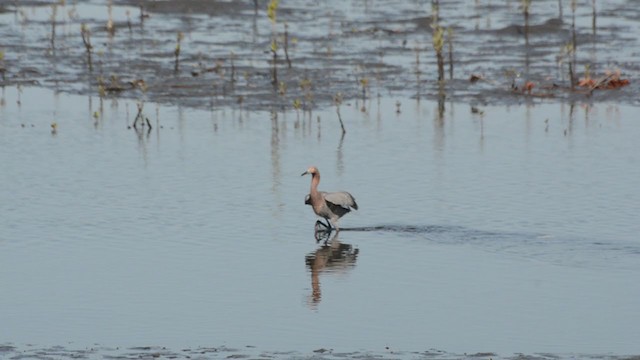 Reddish Egret - ML244960671