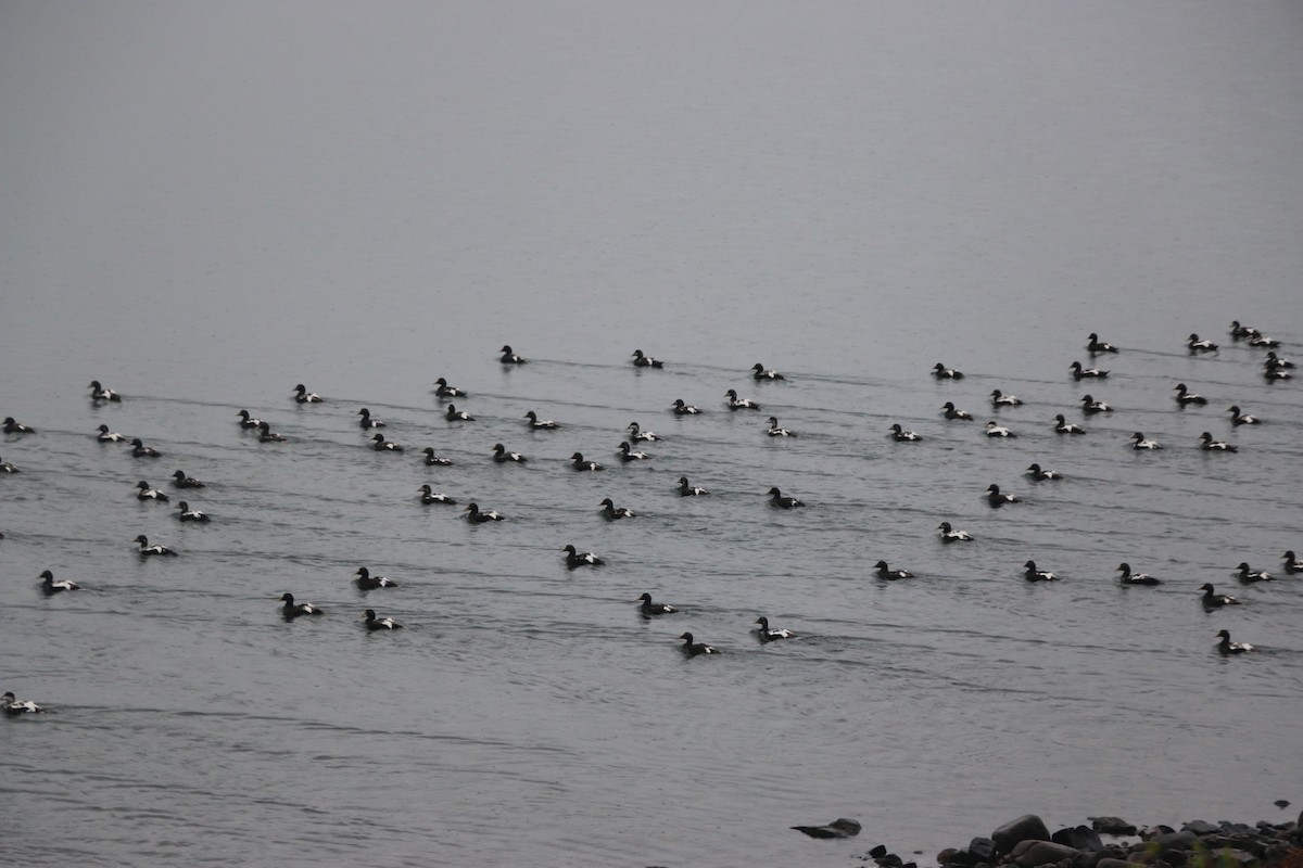 Common Eider - ML244961631