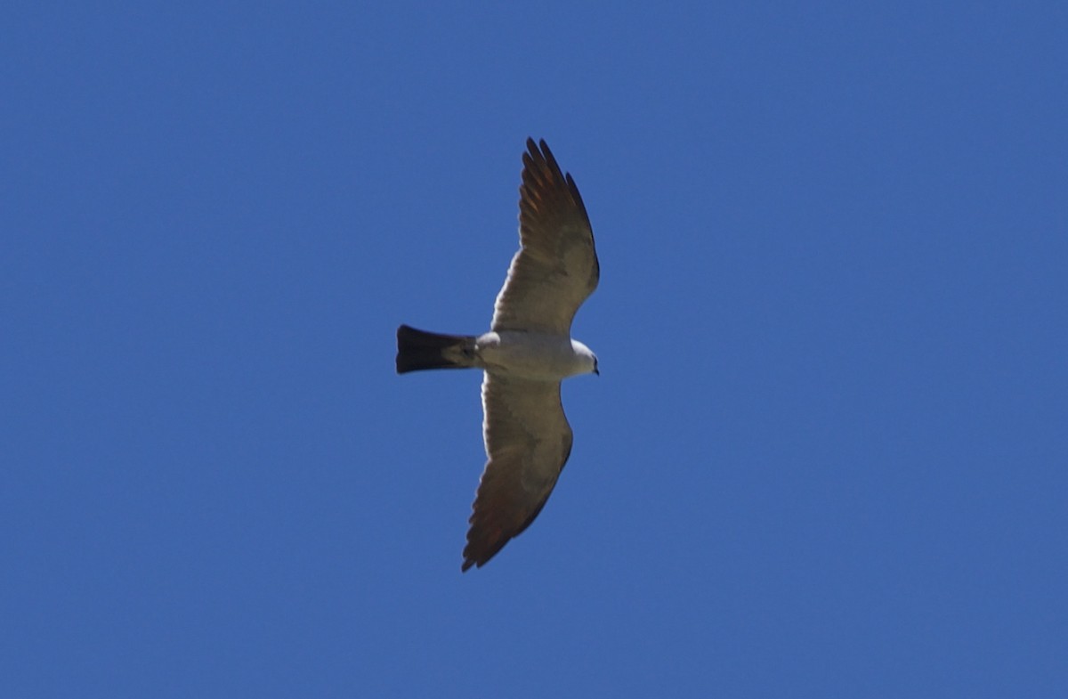 Mississippi Kite - ML244961691