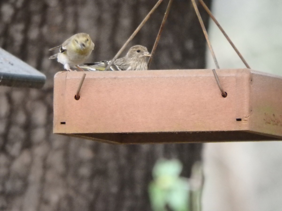 Pine Siskin - ML24496171