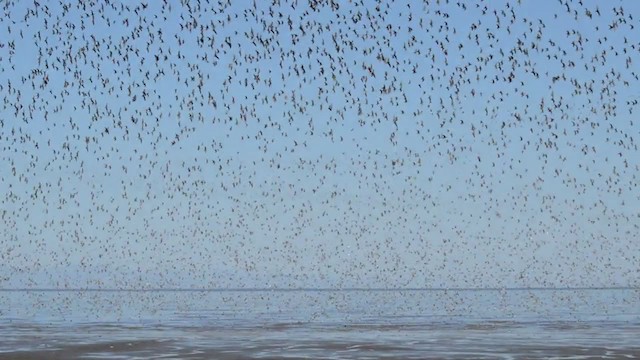 Western Sandpiper - ML244962301