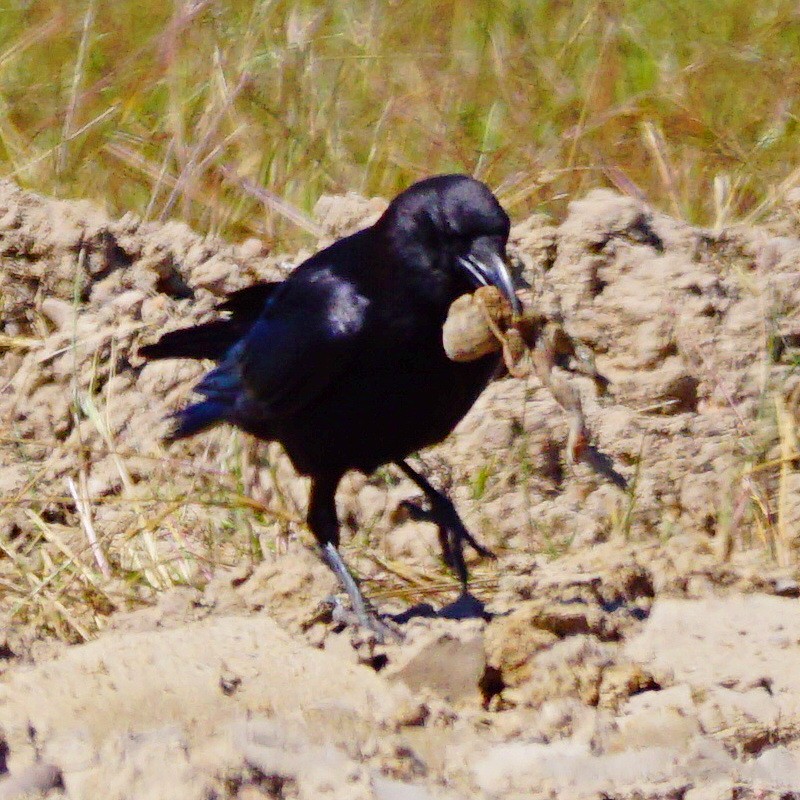 Carrion Crow - jose emilio lafuente muñoz