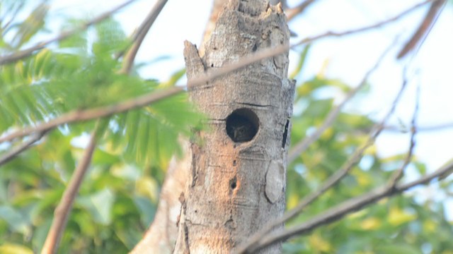 Ferruginous Pygmy-Owl - ML244963391