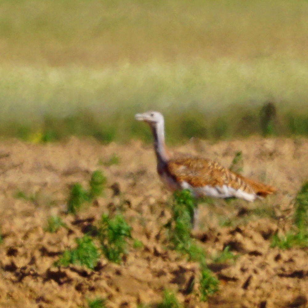 Great Bustard - jose emilio lafuente muñoz