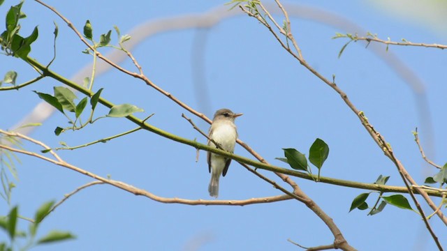 Willow Flycatcher - ML244964541