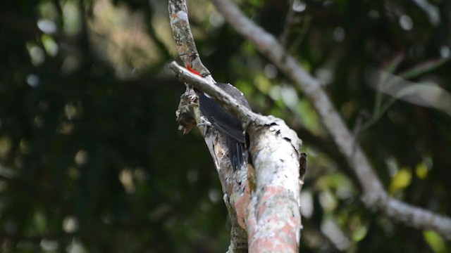 Lineated Woodpecker - ML244965251