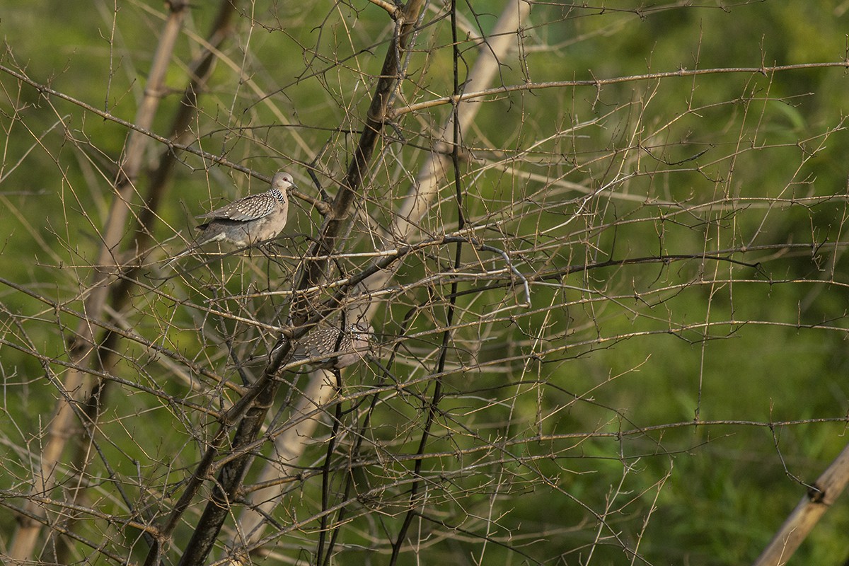 Spotted Dove - ML244965281