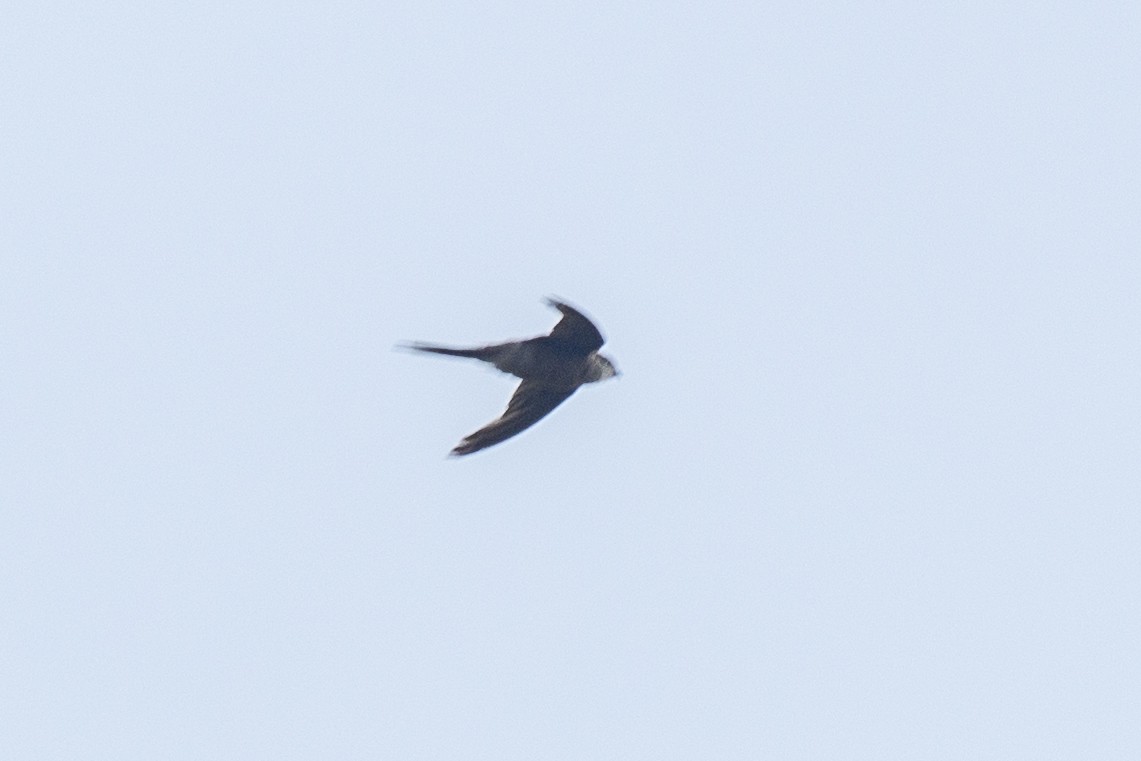 Asian Palm Swift - ML244965351