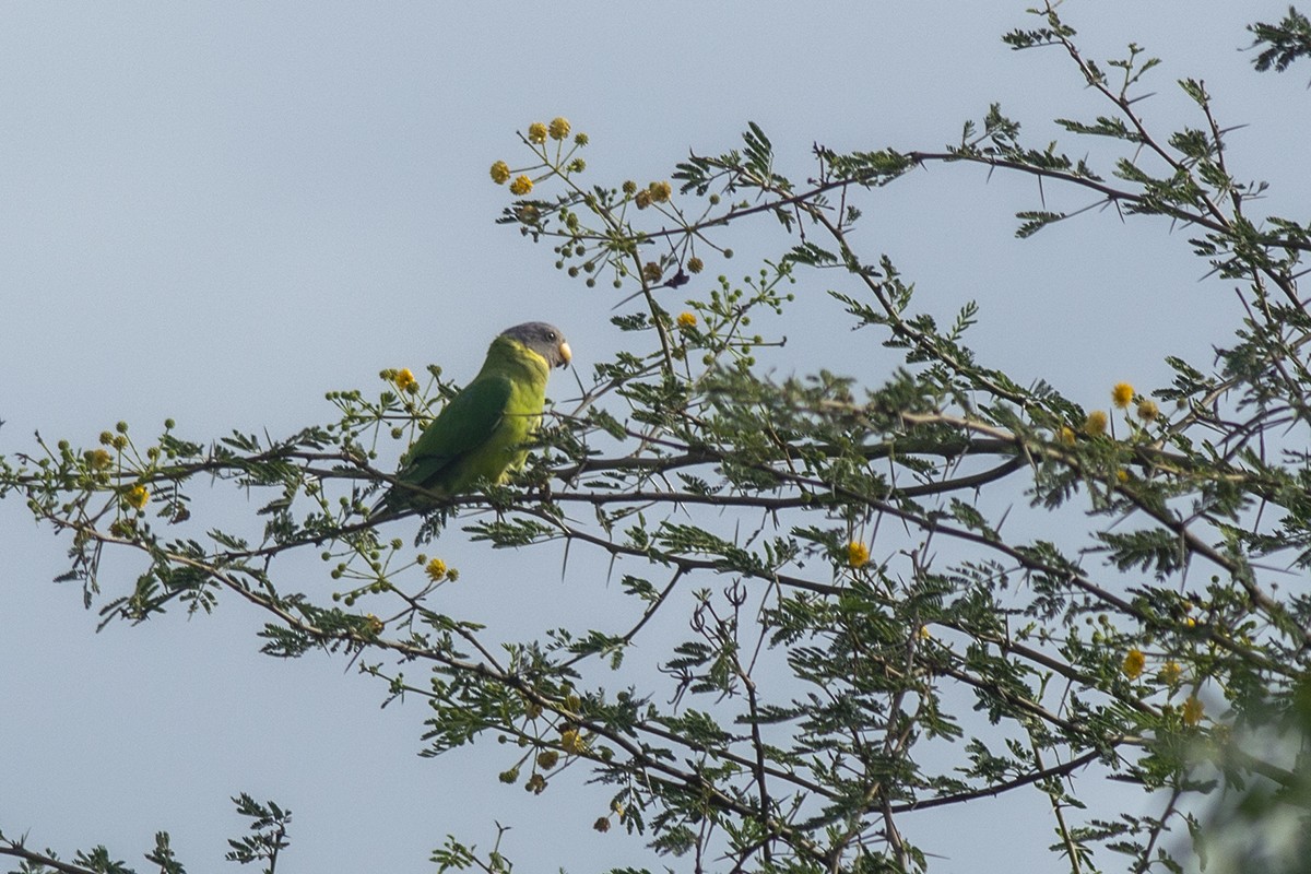 Plum-headed Parakeet - ML244965461