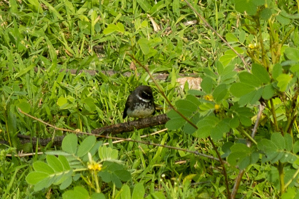 Spot-breasted Fantail - ML244965541