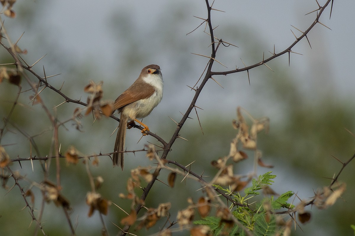 Yellow-eyed Babbler - ML244965561