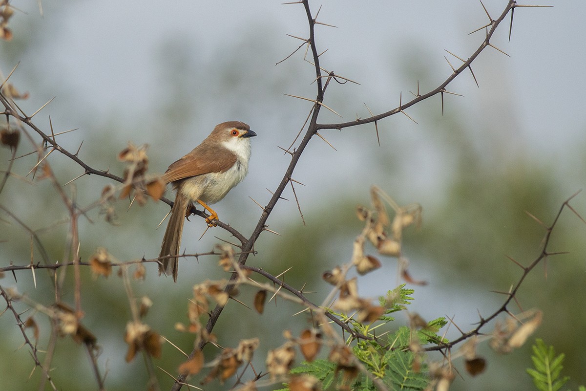 Yellow-eyed Babbler - Vaidehi  Gunjal