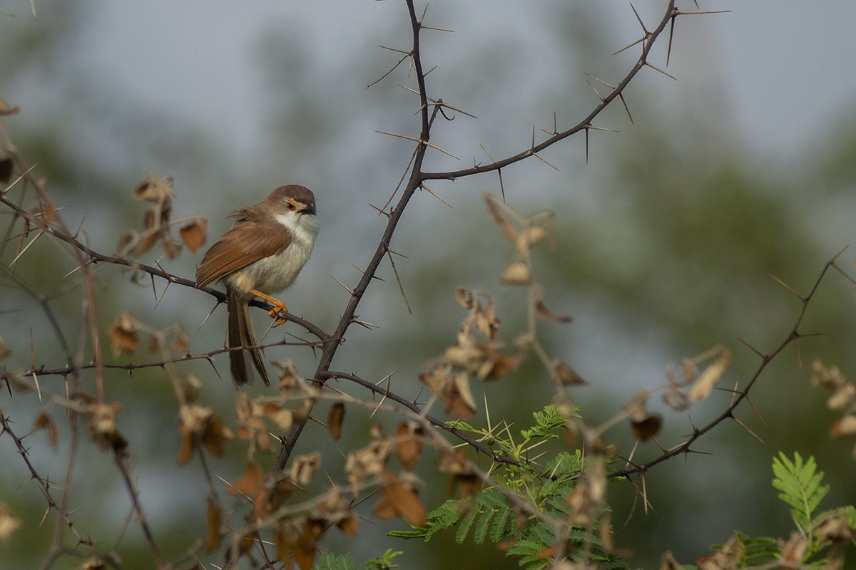 Yellow-eyed Babbler - ML244965581