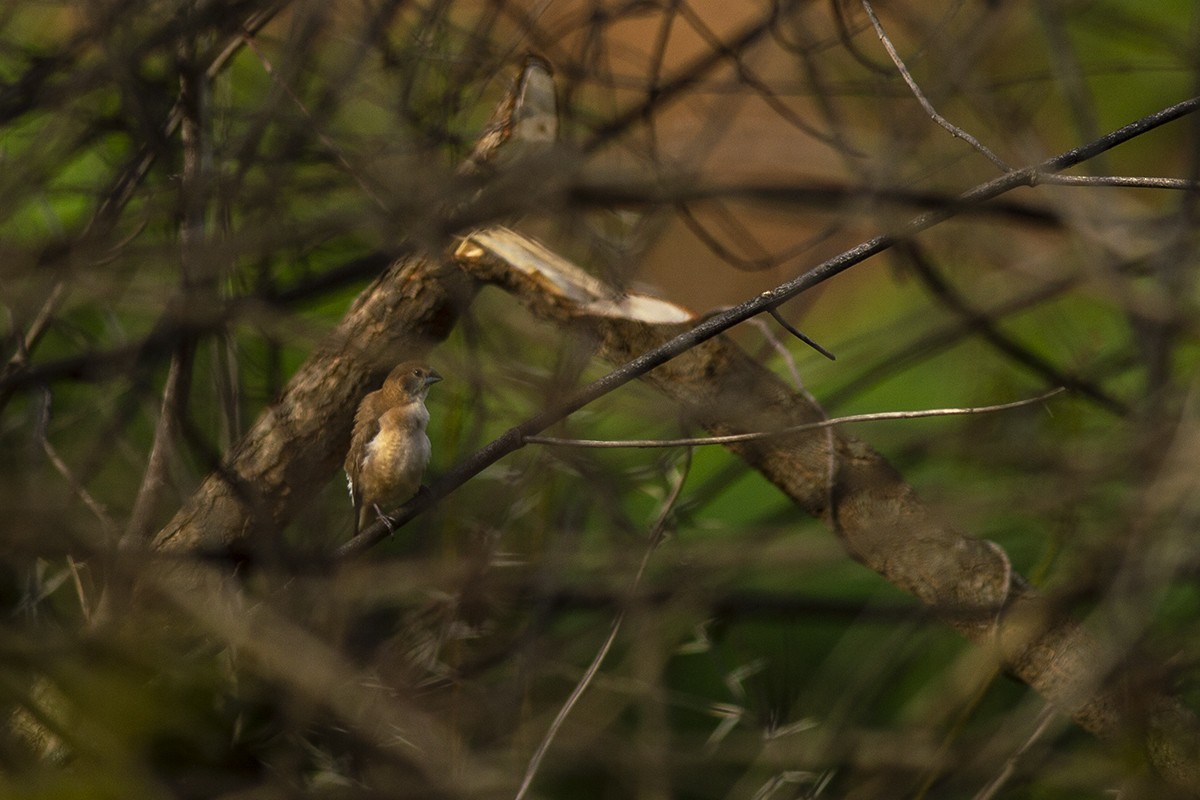 Indian Silverbill - ML244965641