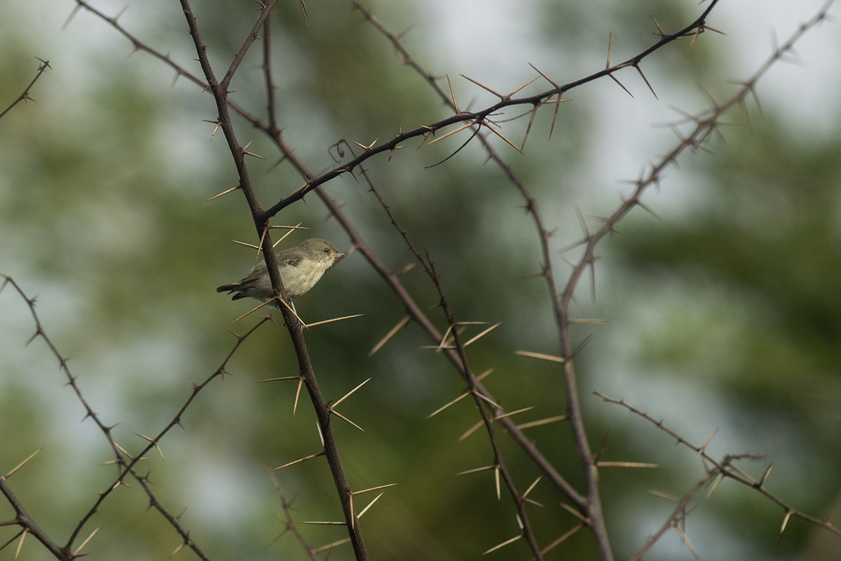 Thick-billed Flowerpecker - ML244965701