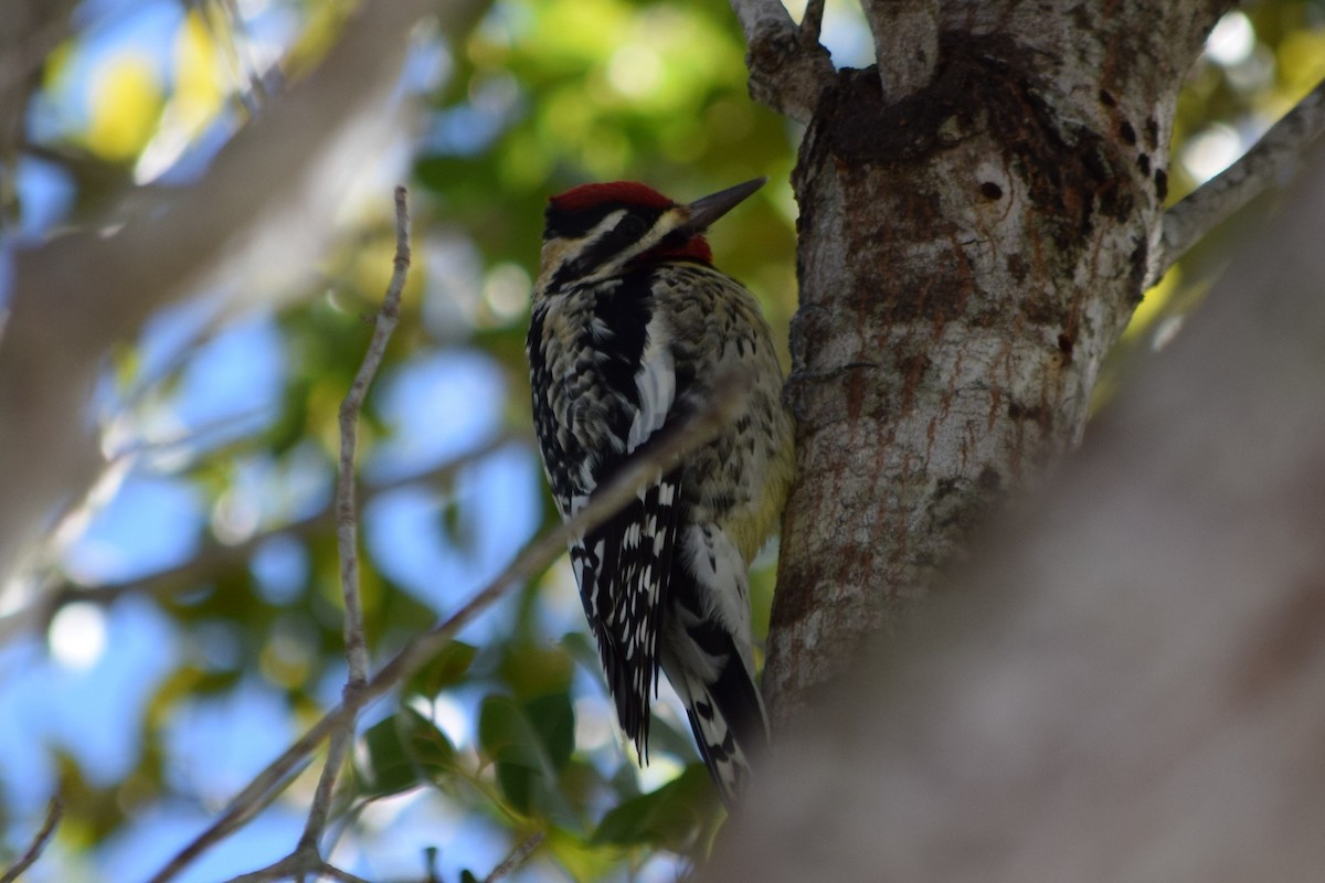 Yellow-bellied Sapsucker - ML244966101