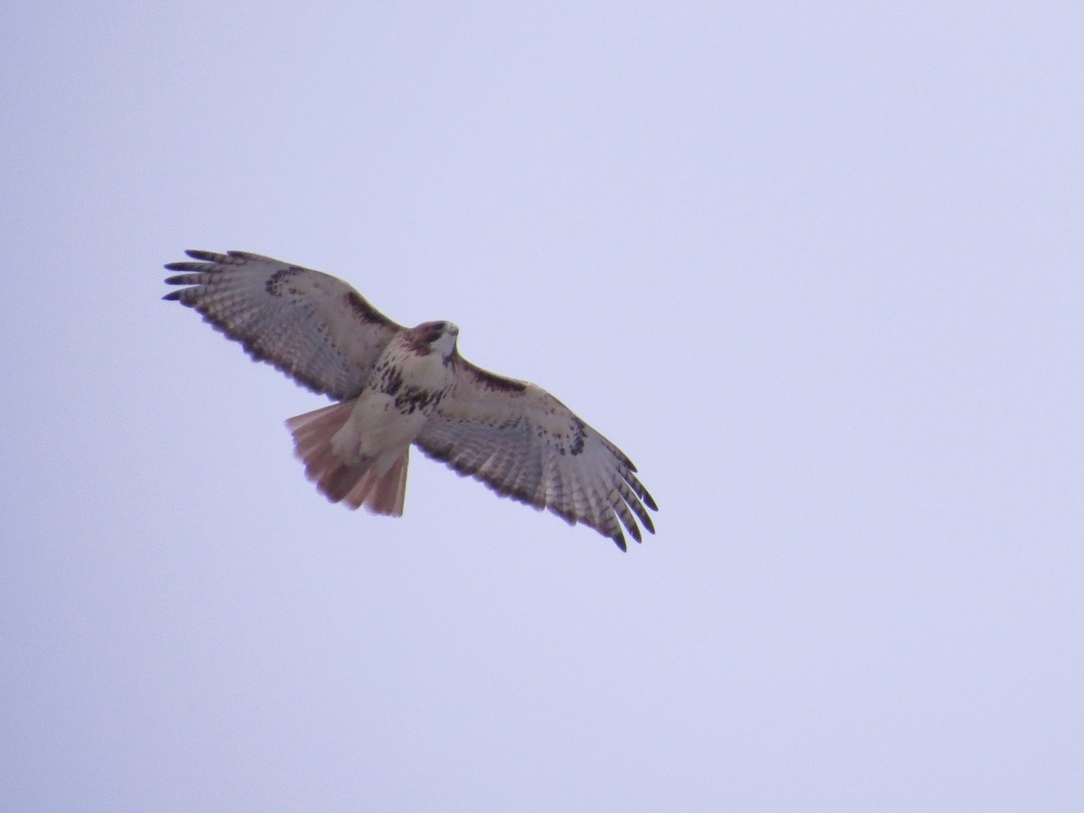 Red-tailed Hawk - ML24496781