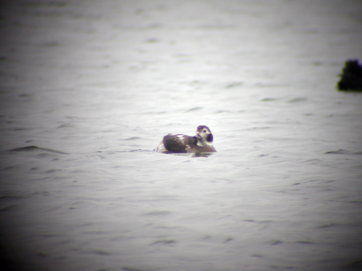 Long-tailed Duck - ML244967821