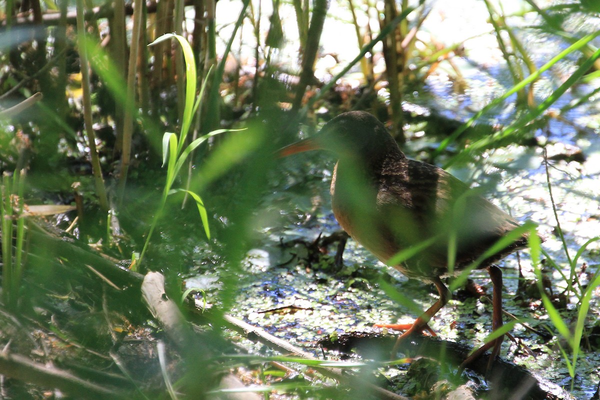 Virginia Rail - ML244969311