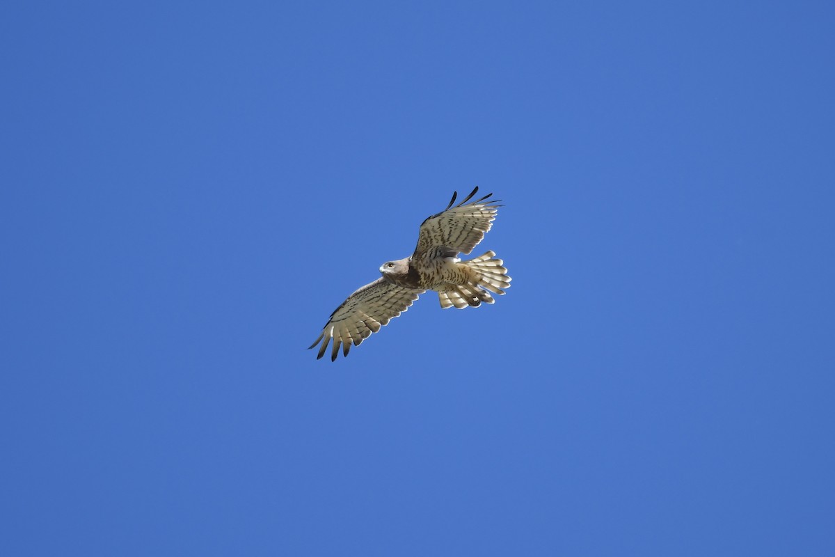 Short-toed Snake-Eagle - ML244969771