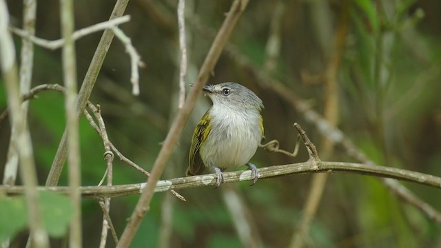 Slate-headed Tody-Flycatcher - ML244970021