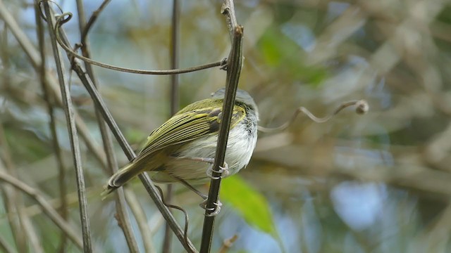 Slate-headed Tody-Flycatcher - ML244970121