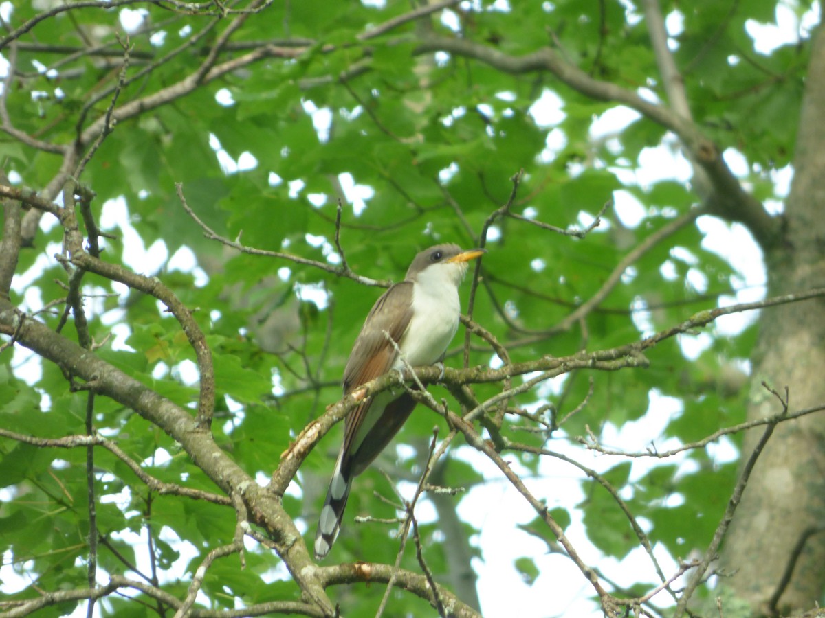 Yellow-billed Cuckoo - ML244971451
