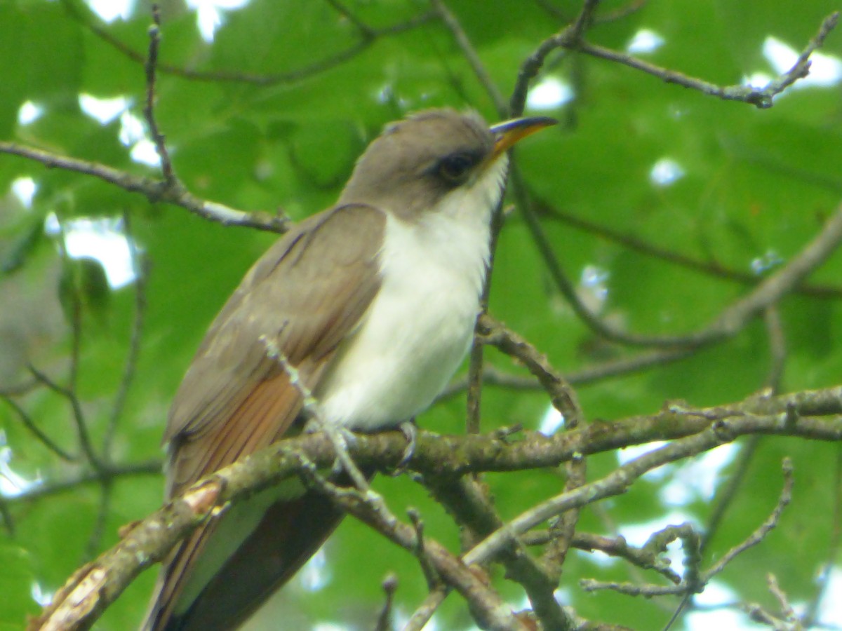 Yellow-billed Cuckoo - ML244971791