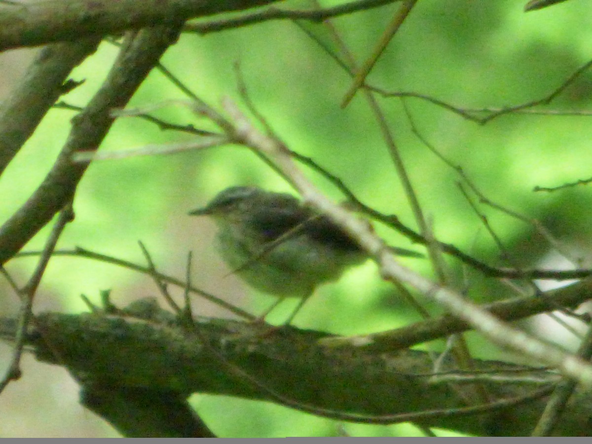 Louisiana Waterthrush - ML244972061