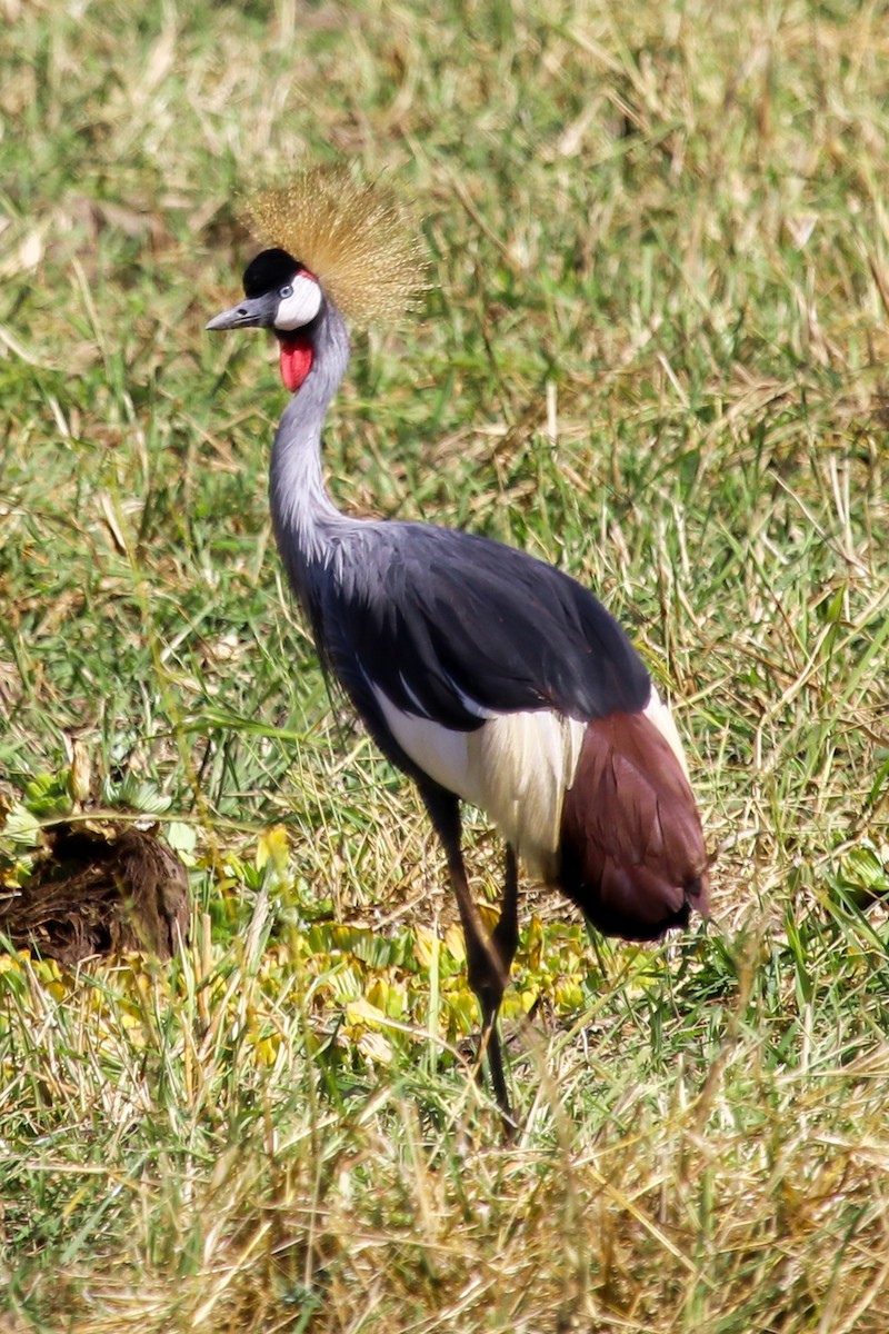 Gray Crowned-Crane - ML244974181