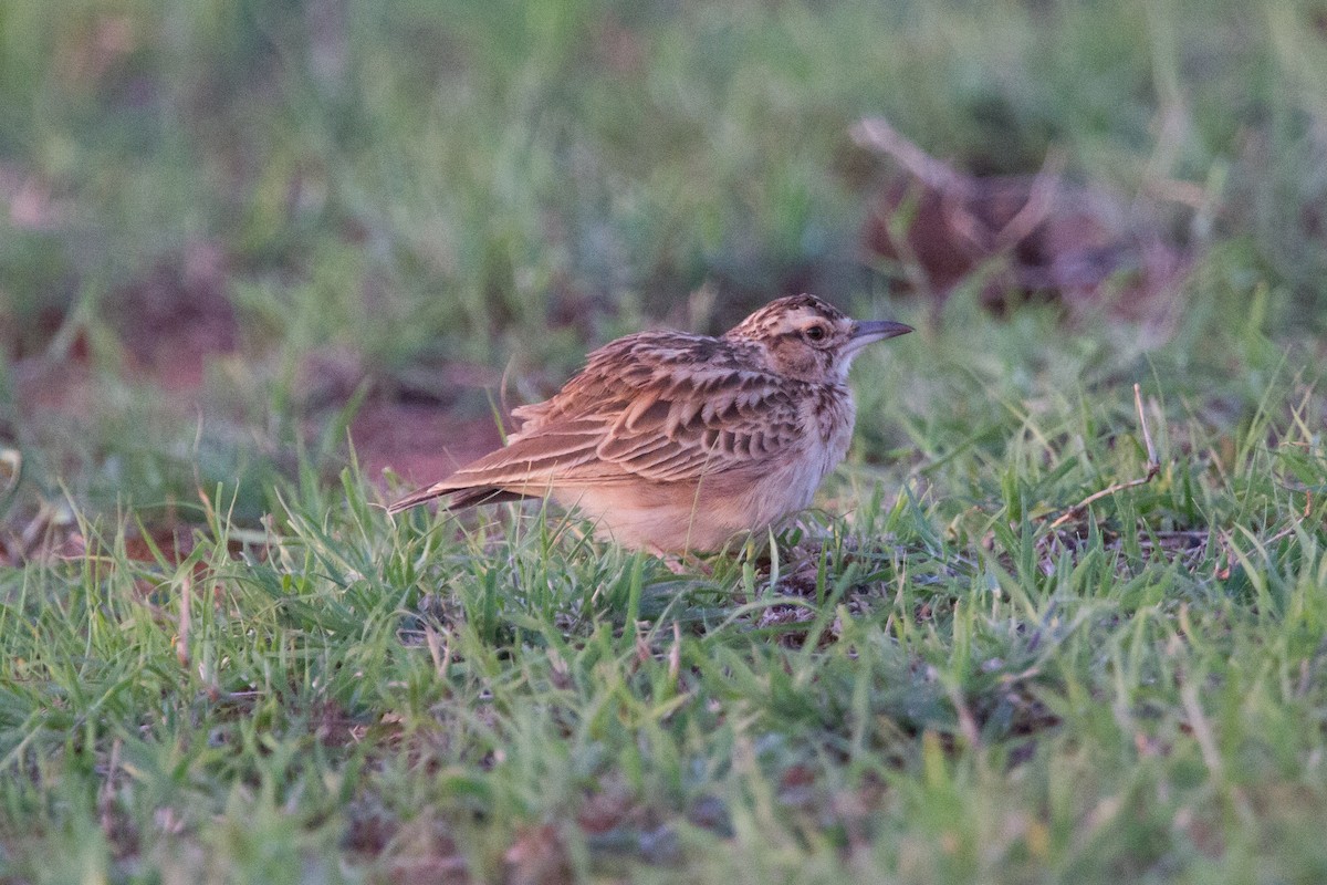 Short-tailed Lark - Simon Colenutt