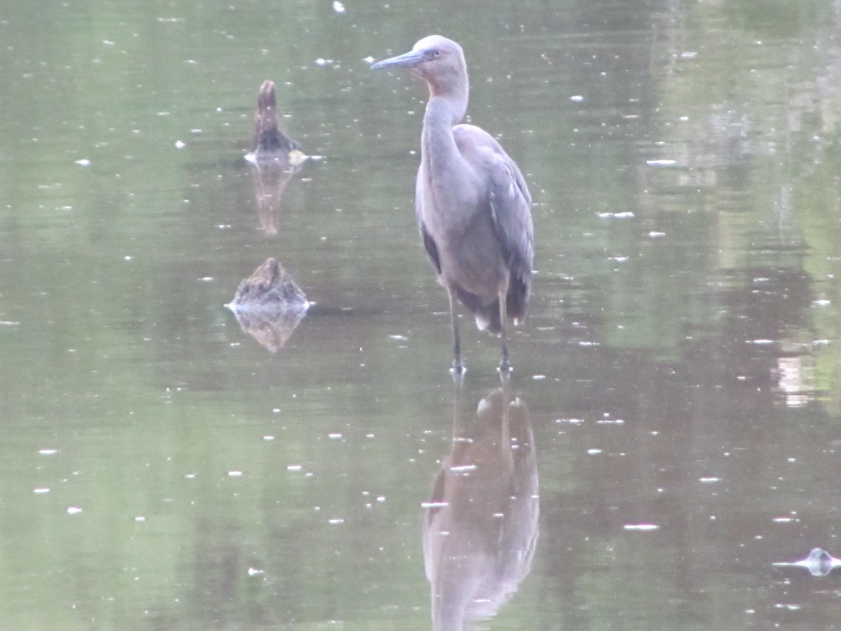 Reddish Egret - ML244975851