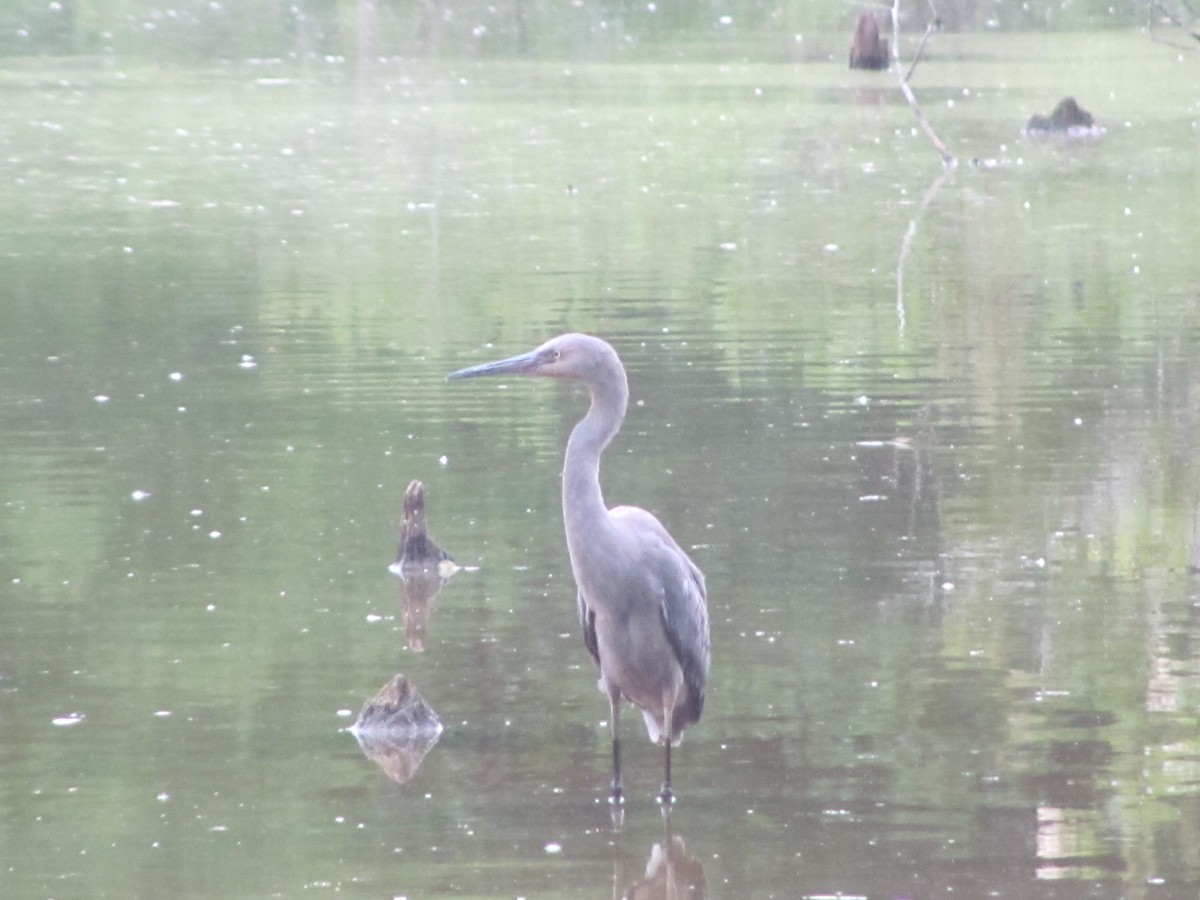 Reddish Egret - ML244975961