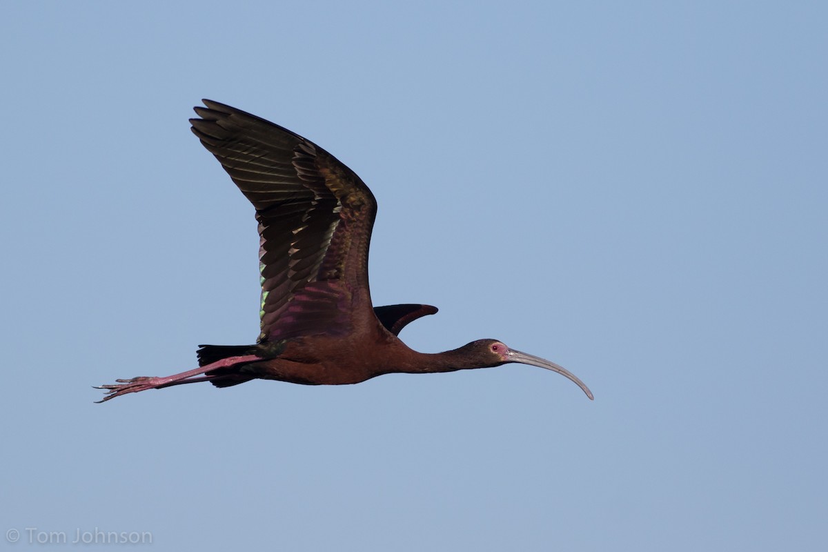 White-faced Ibis - ML244977001