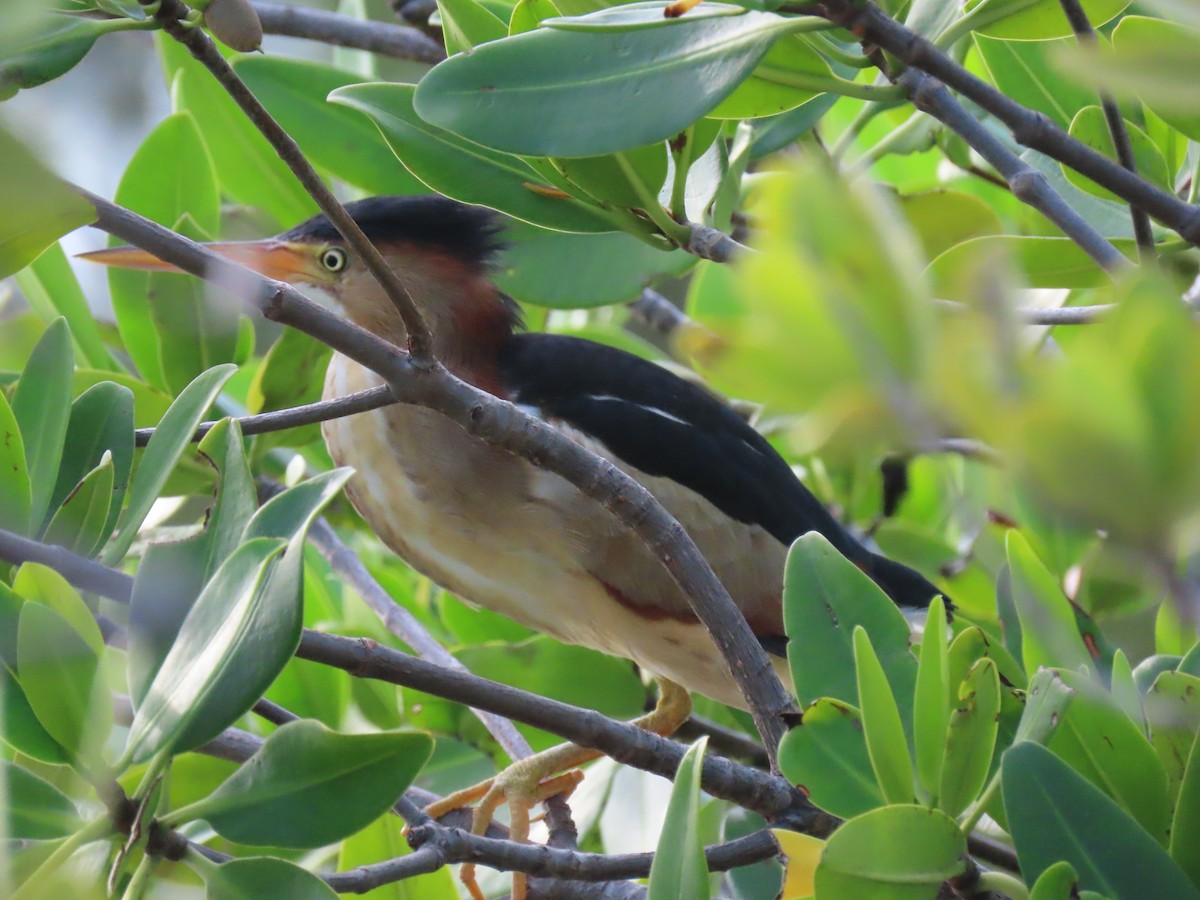 Least Bittern - ML244978751