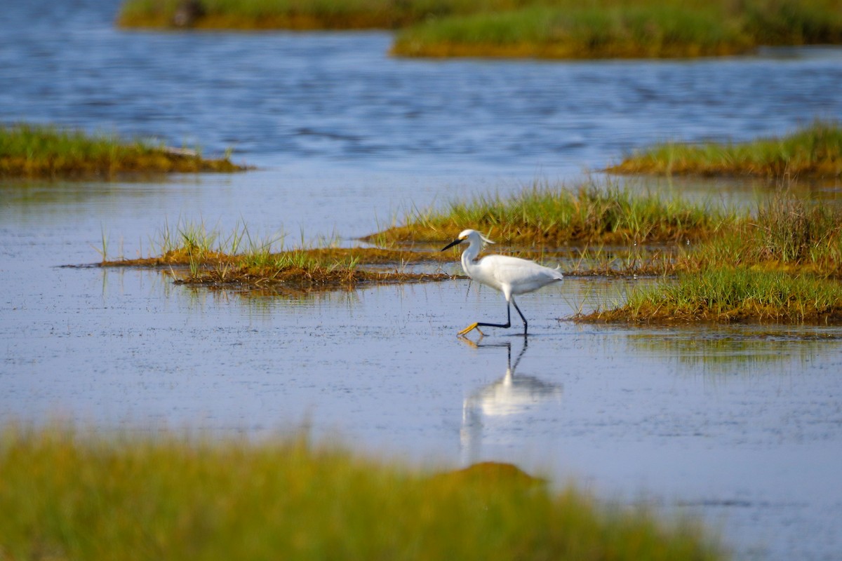 Snowy Egret - Sean Carroll